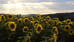 Tournesols