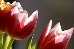Tulipes en contre_jour