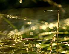Herbe