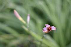 Fleur